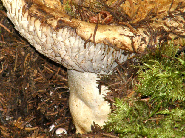 Cappello a forma di grande imbuto