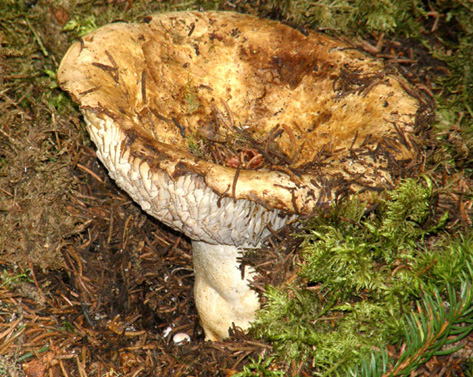 Cappello a forma di grande imbuto