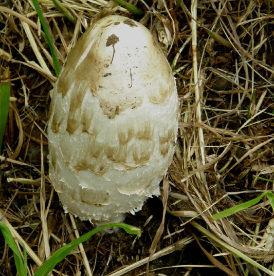 Coprinus comatus?