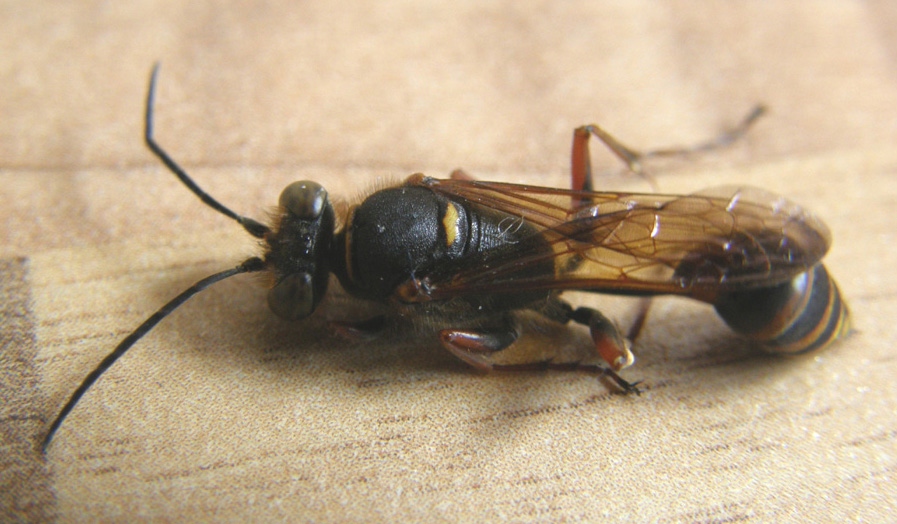 Sceliphron curvatum (Sphecidae)