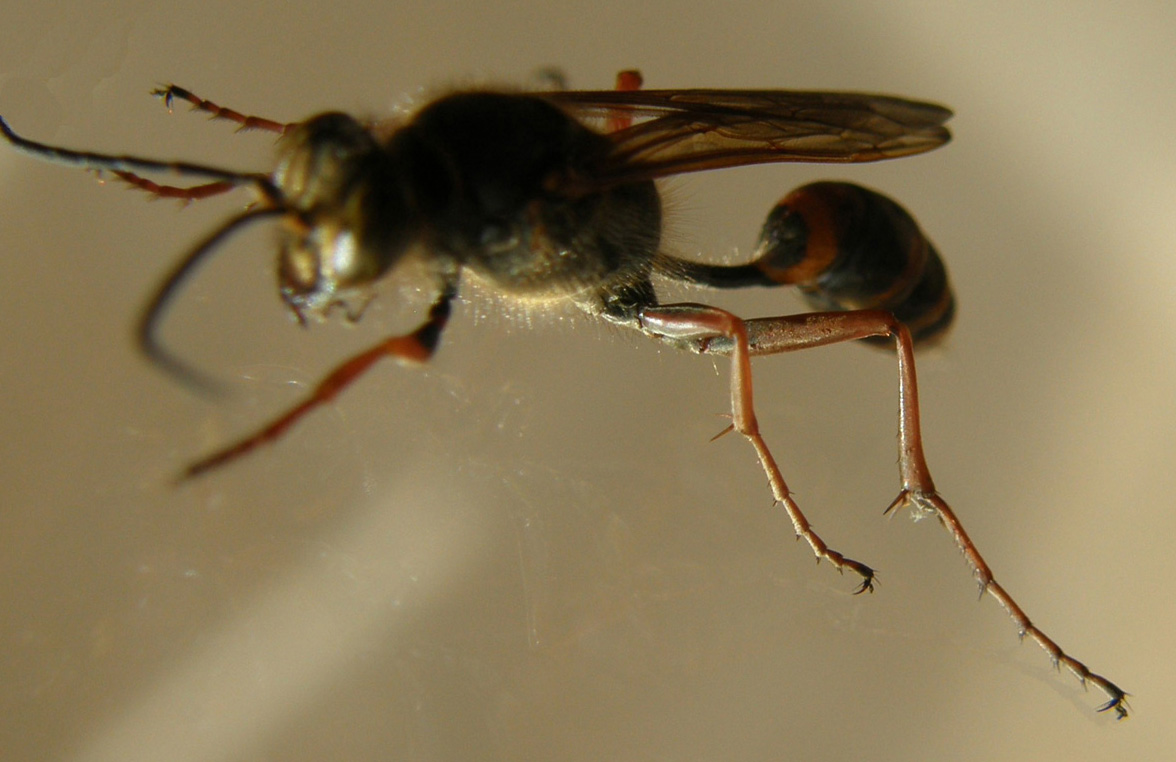 Sceliphron curvatum (Sphecidae)
