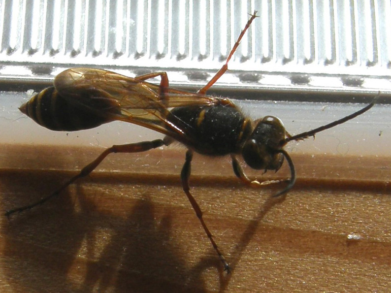 Sceliphron curvatum (Sphecidae)