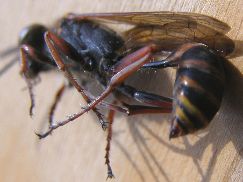 Sceliphron curvatum (Sphecidae)