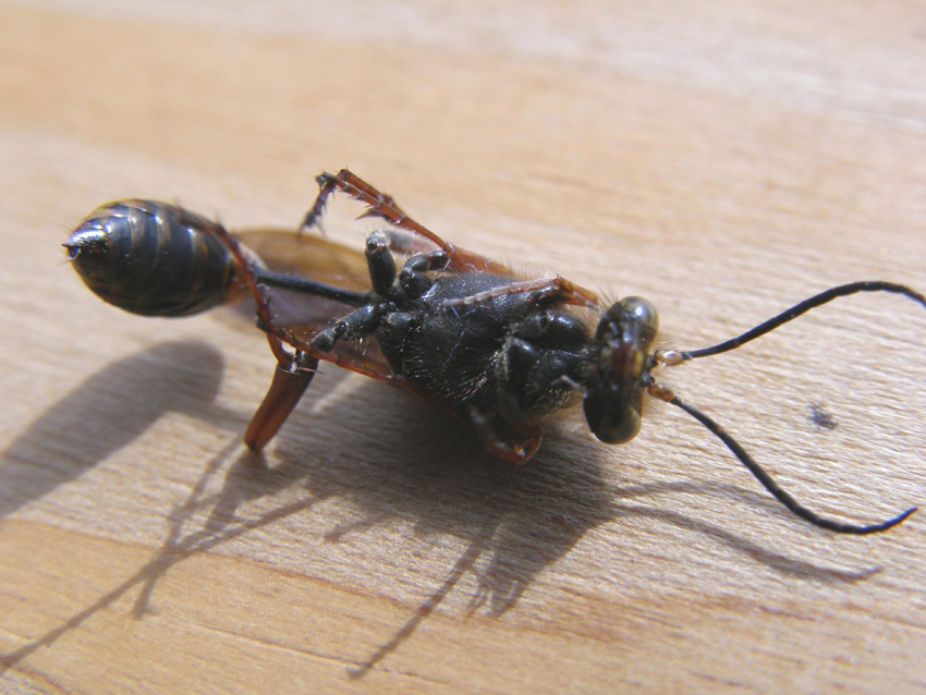 Sceliphron curvatum (Sphecidae)