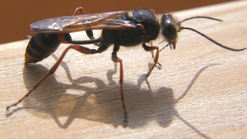 Sceliphron curvatum (Sphecidae)
