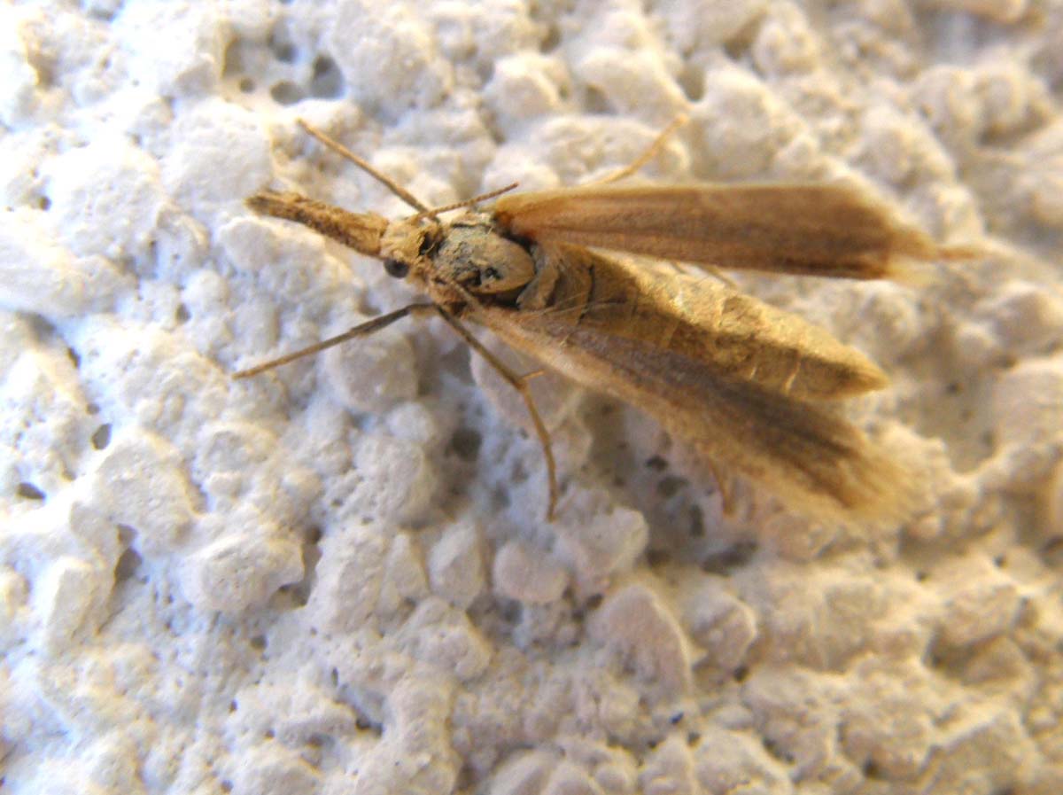 Falena ...con proboscide:Pleurota sp.