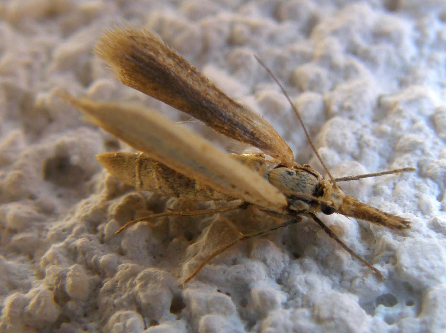 Falena ...con proboscide:Pleurota sp.