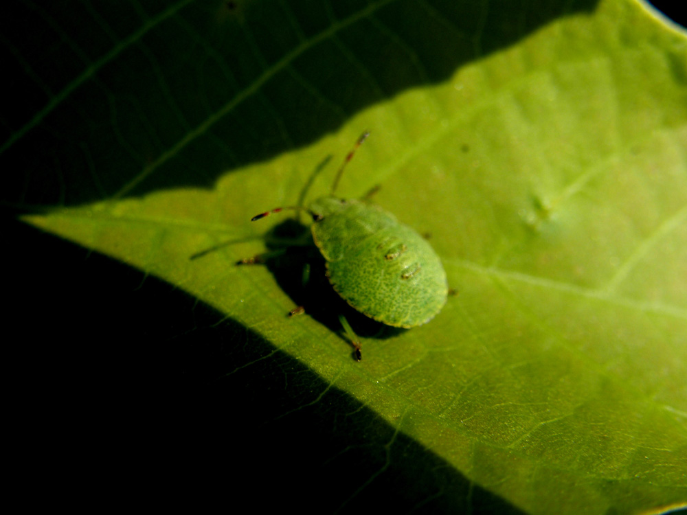 Pentatomidae: Ninfa di Palomena prasina dell''Alto Adige