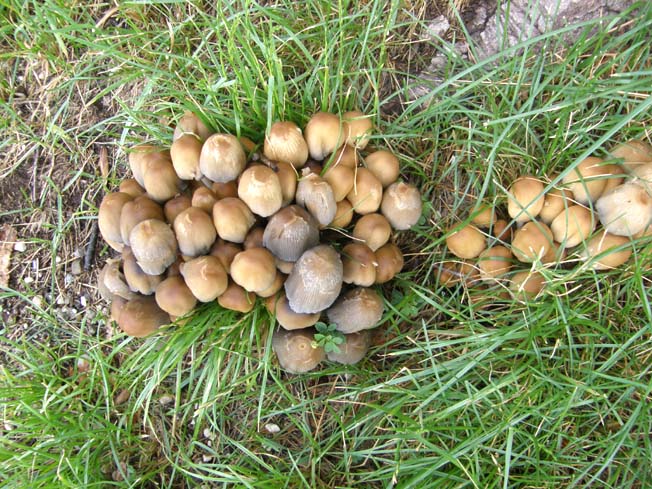 Altri Coprinus
