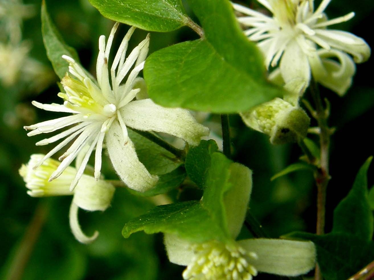 Clematis vitalba