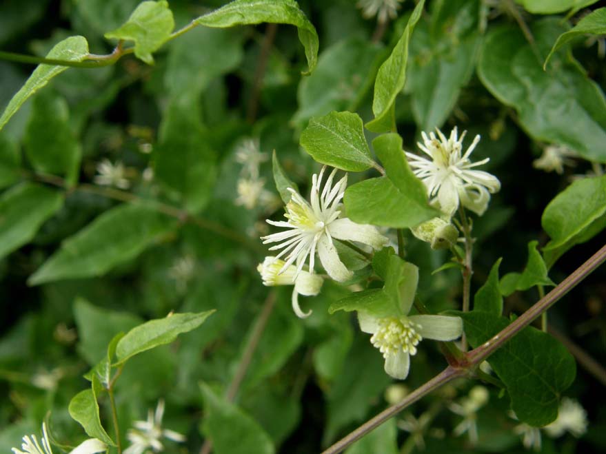 Clematis vitalba