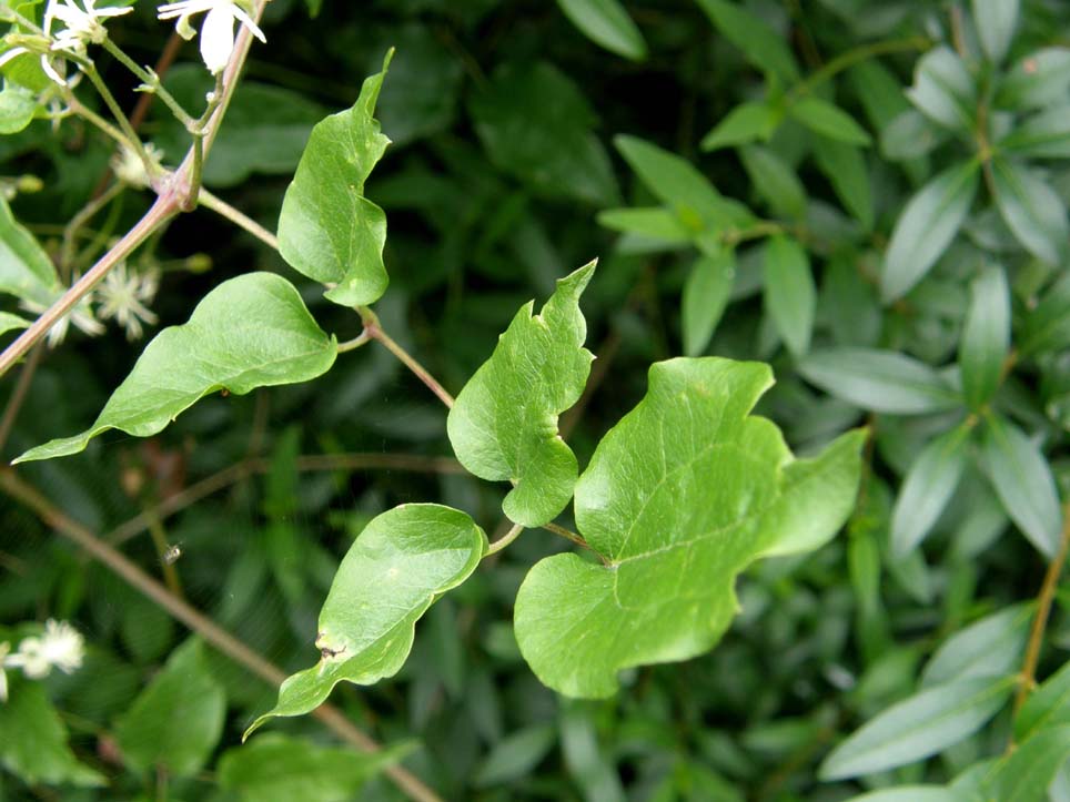 Clematis vitalba