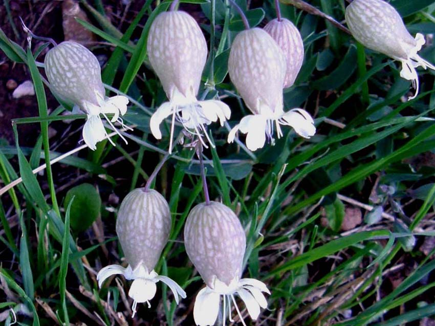 Silene vulgaris sl.