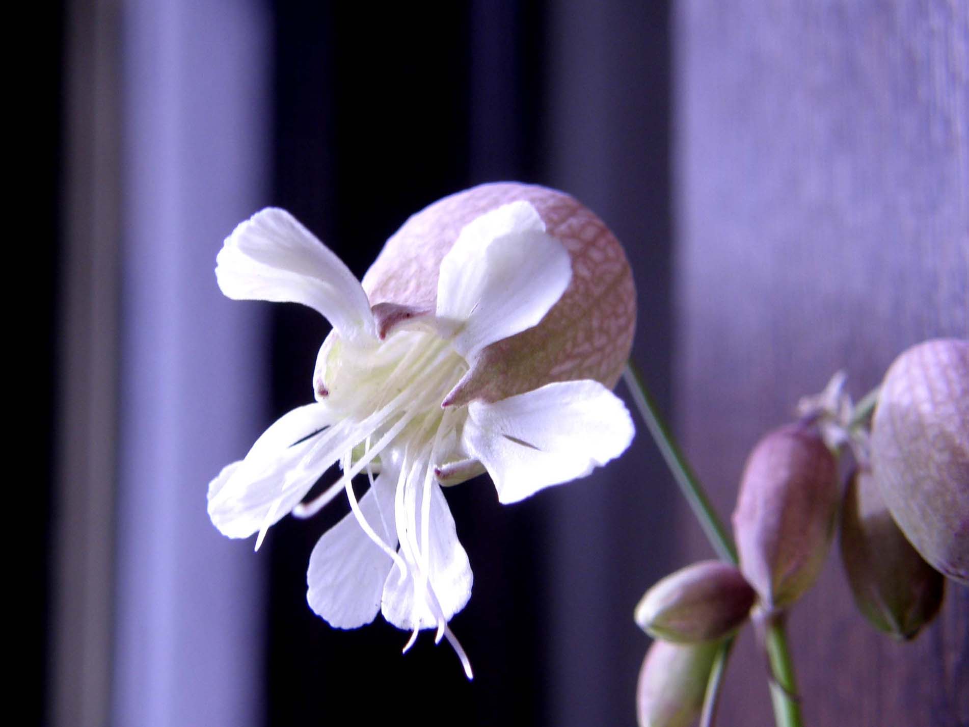 Silene vulgaris sl.