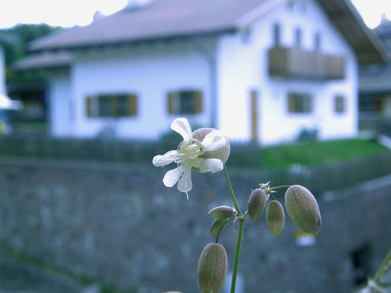 Silene vulgaris sl.
