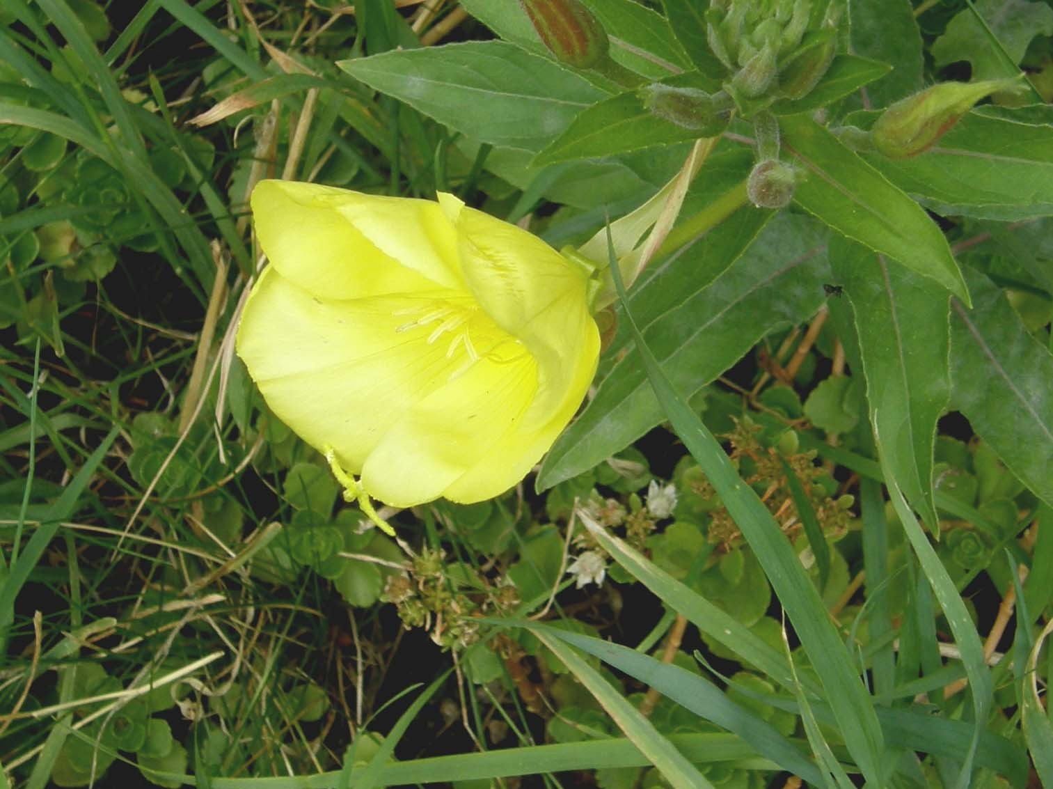 Oenothera glazioviana (= O.erytrosepala) / Enagra di Lamark