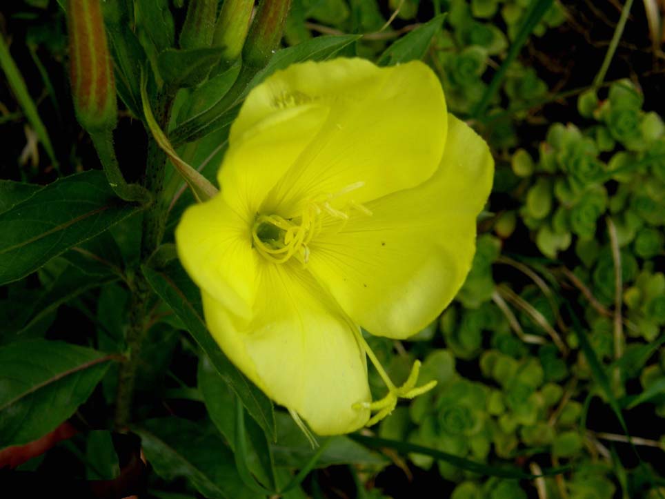Oenothera glazioviana (= O.erytrosepala) / Enagra di Lamark