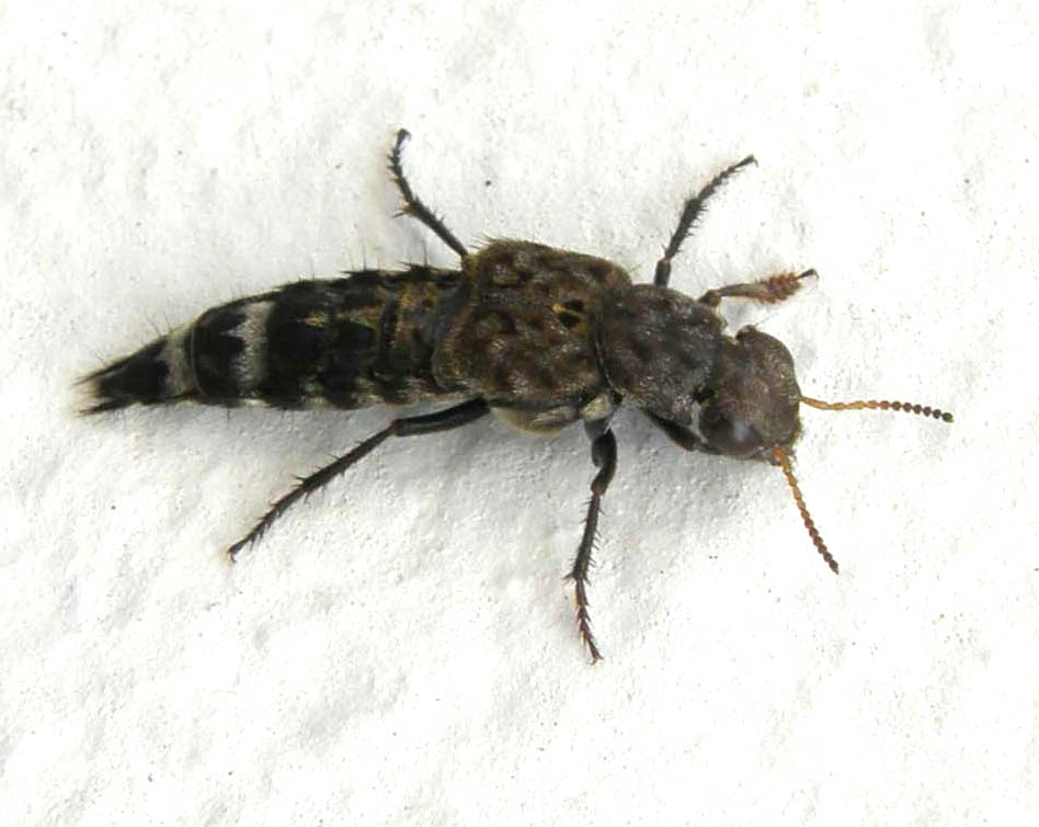 Philontus sp. e Ontholestes tessellatus