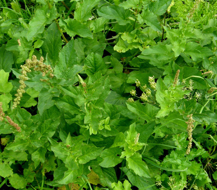 Folta erbacea  - Chenopodium bonus-henricus