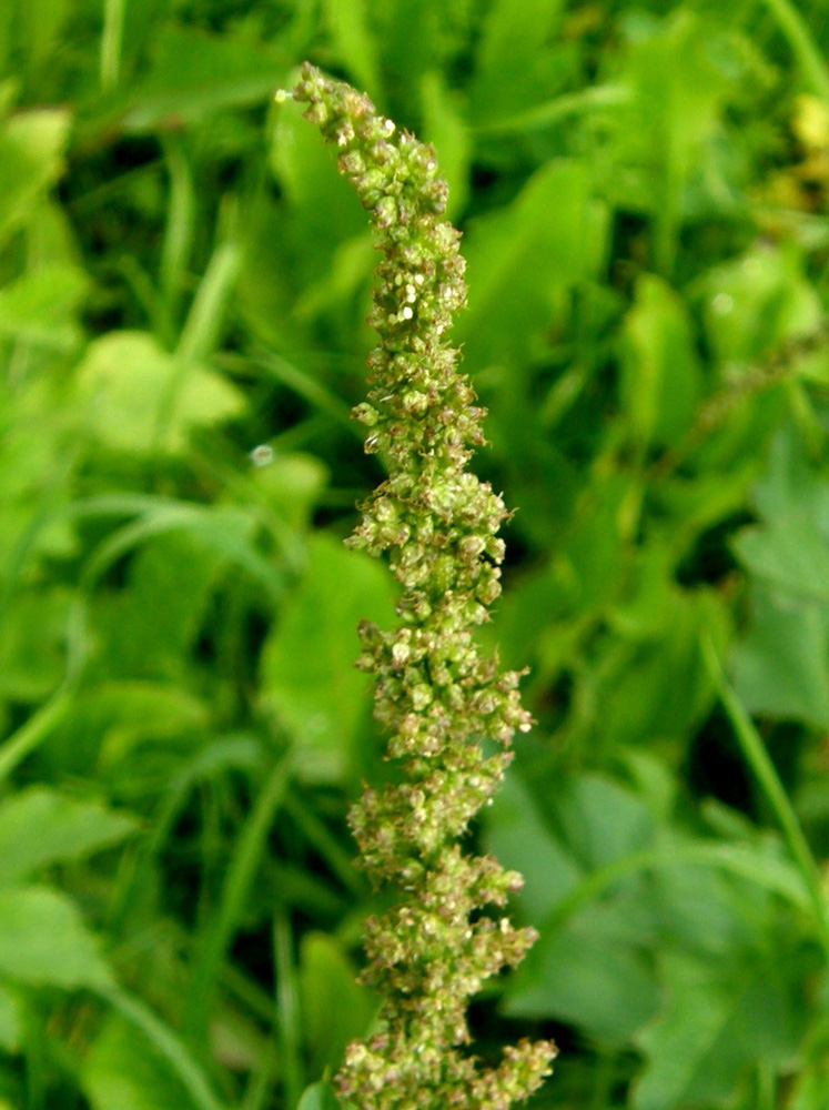 Folta erbacea  - Chenopodium bonus-henricus