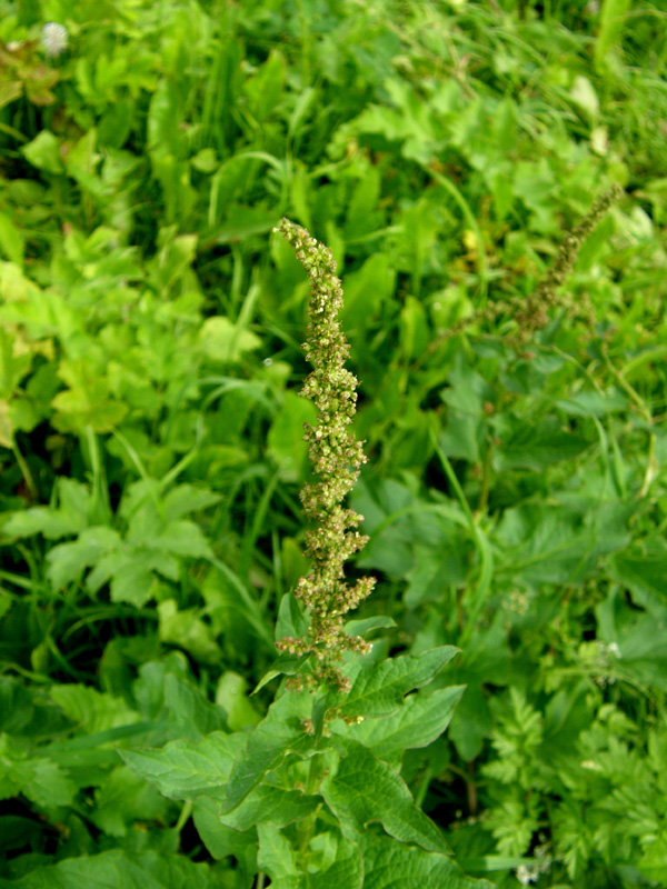 Folta erbacea  - Chenopodium bonus-henricus