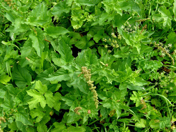 Folta erbacea  - Chenopodium bonus-henricus
