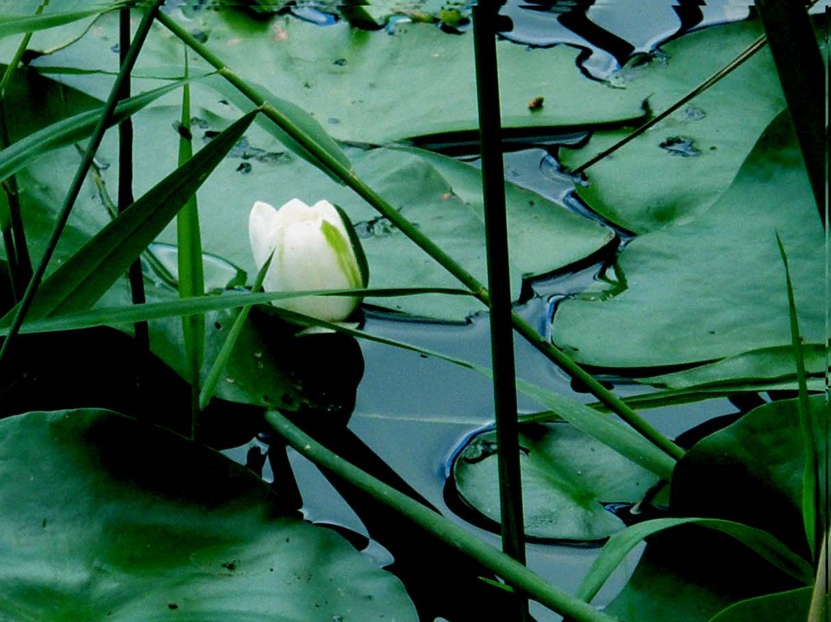 Nymphoides peltata / Limnantemio