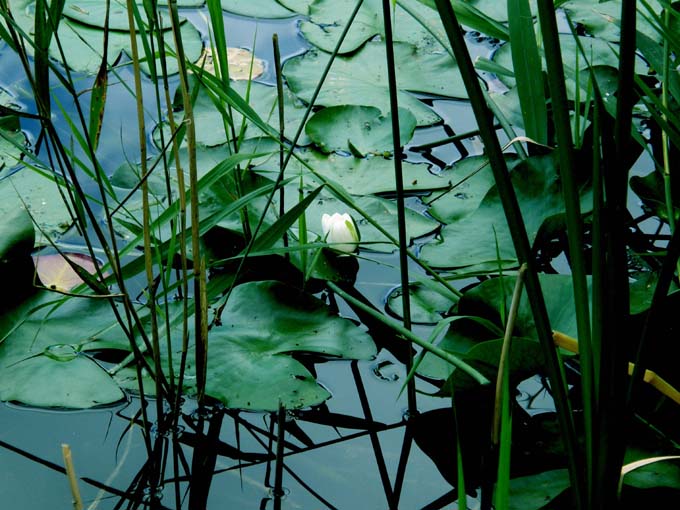 Nymphoides peltata / Limnantemio