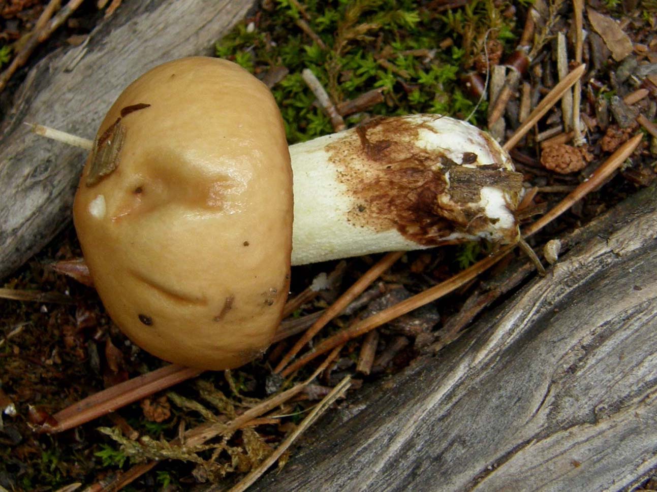 Ancora in Alto Adige