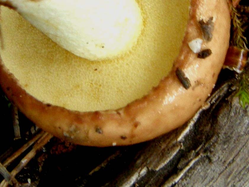 Ancora in Alto Adige