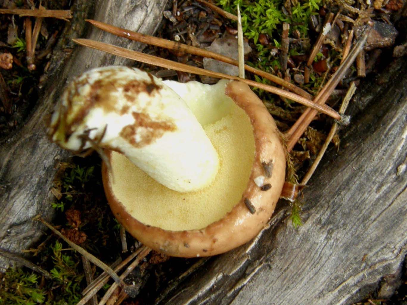 Ancora in Alto Adige