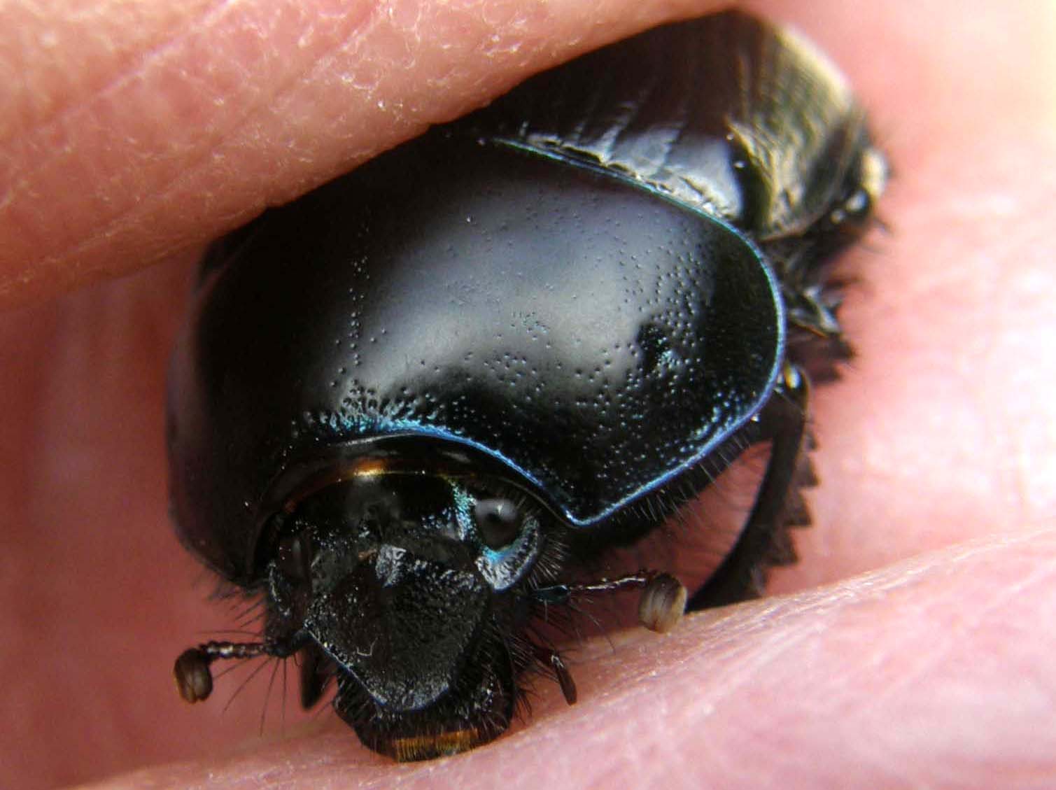 Anoplotrupes stercorosus