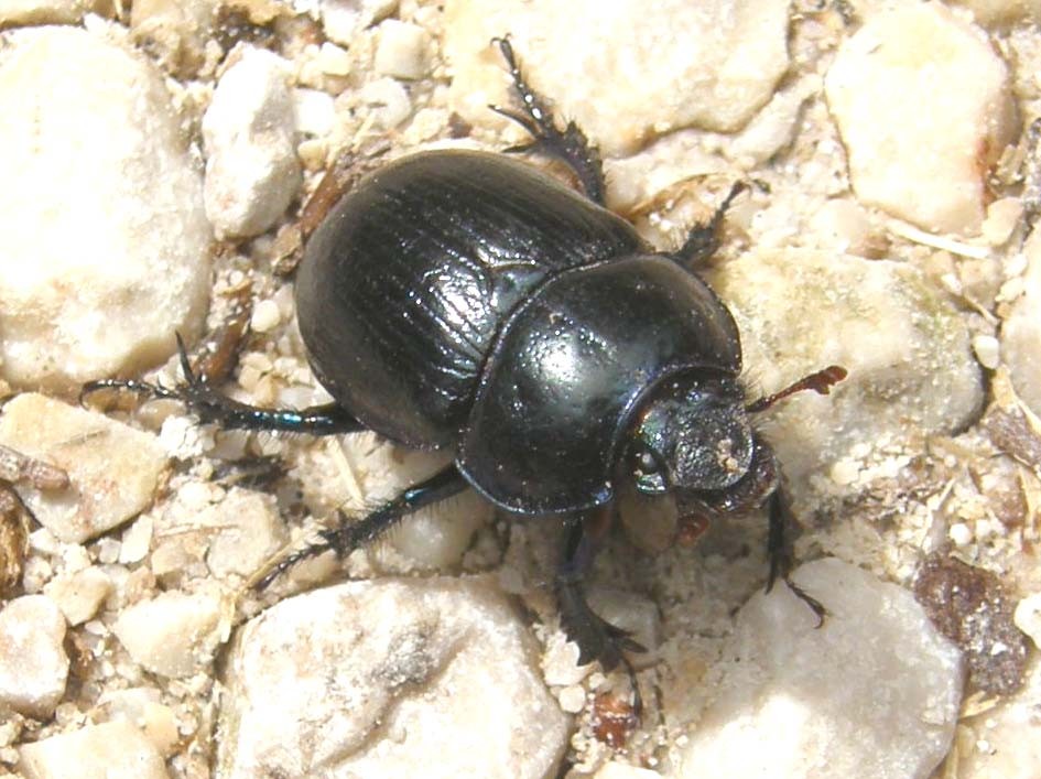 Anoplotrupes stercorosus