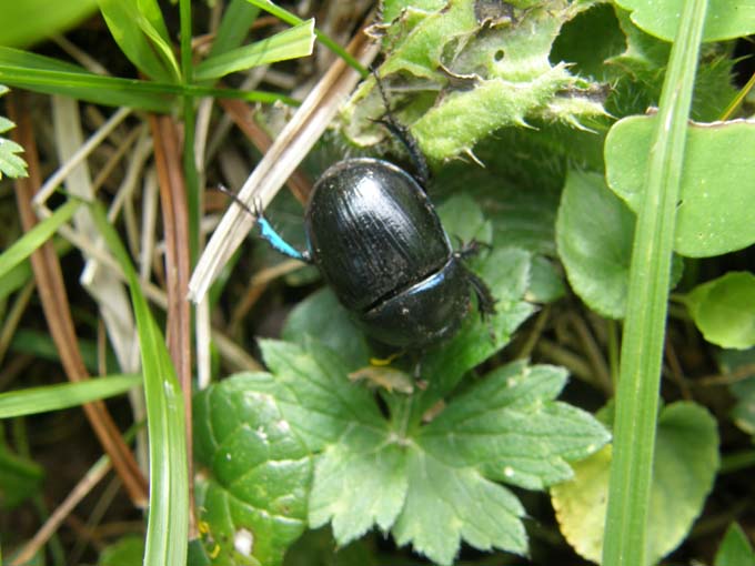 Anoplotrupes stercorosus