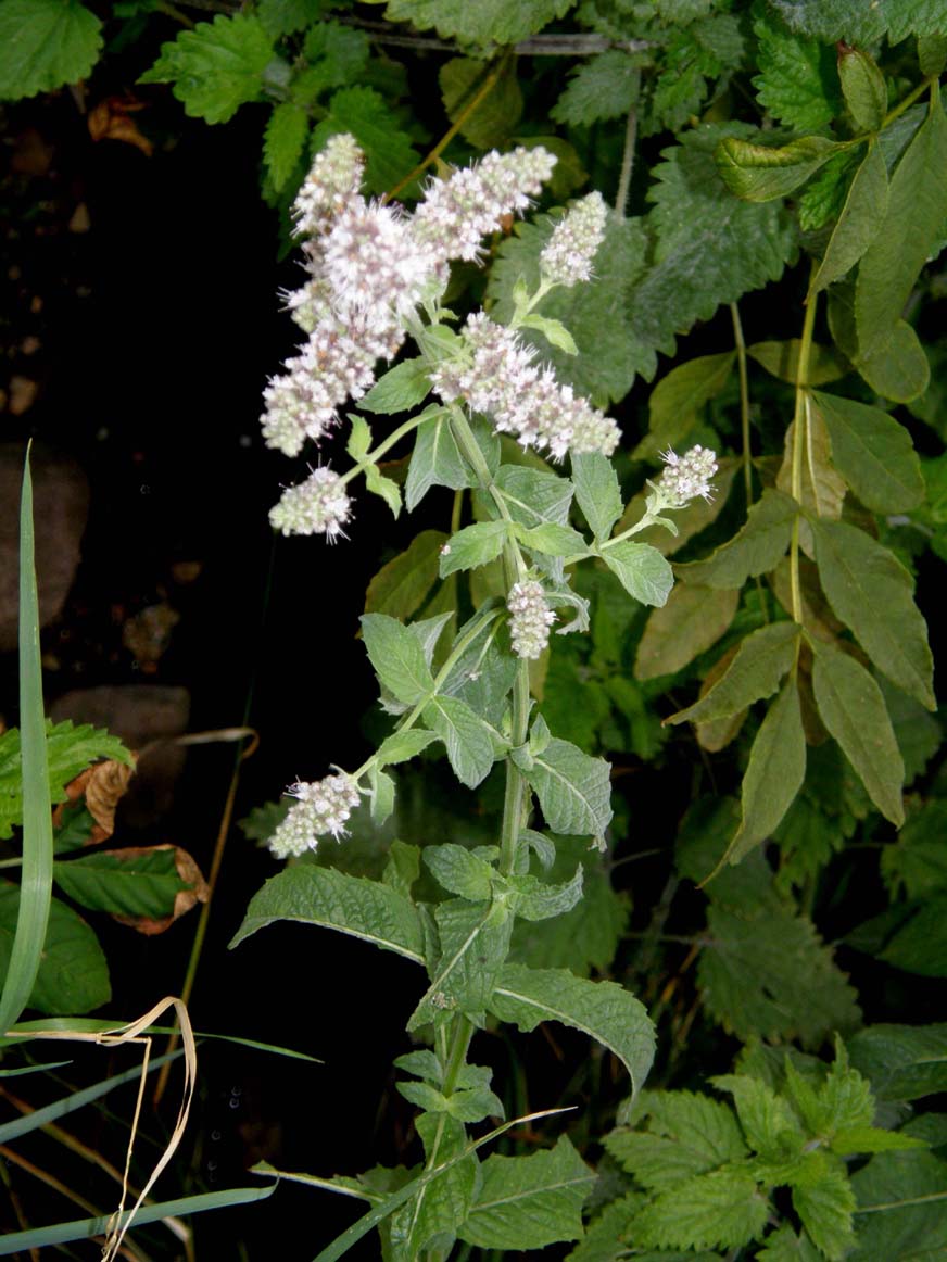 Mentha longifolia