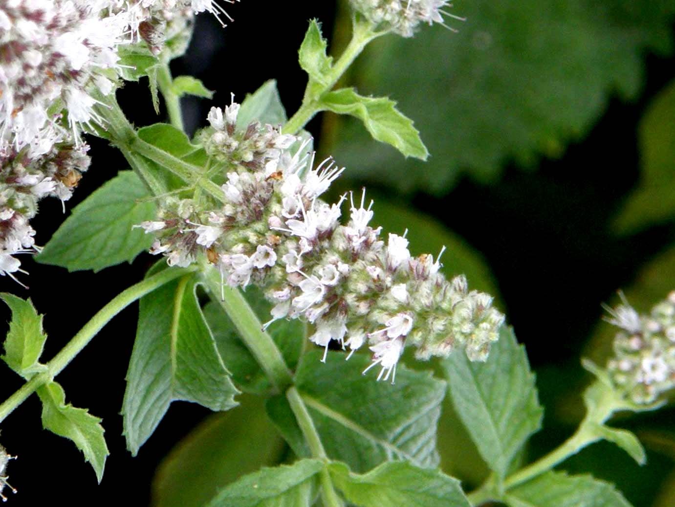 Mentha longifolia