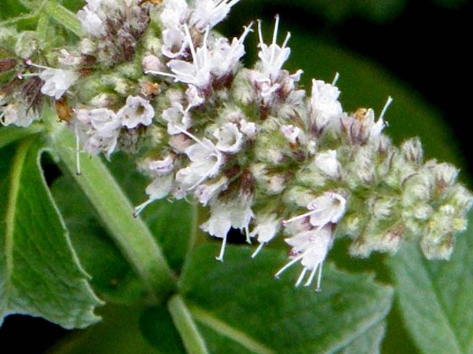Mentha longifolia