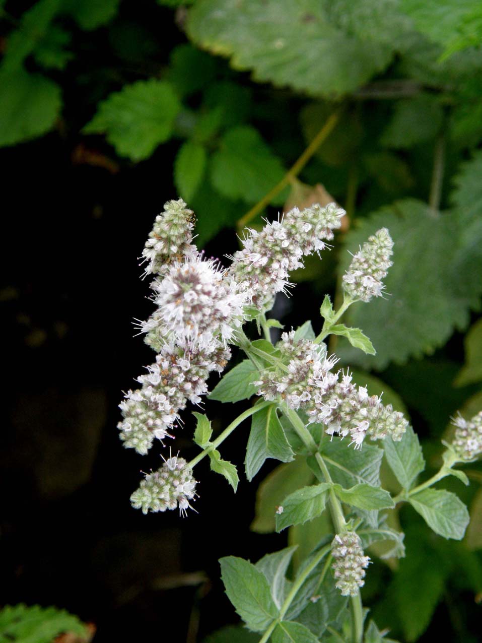Mentha longifolia
