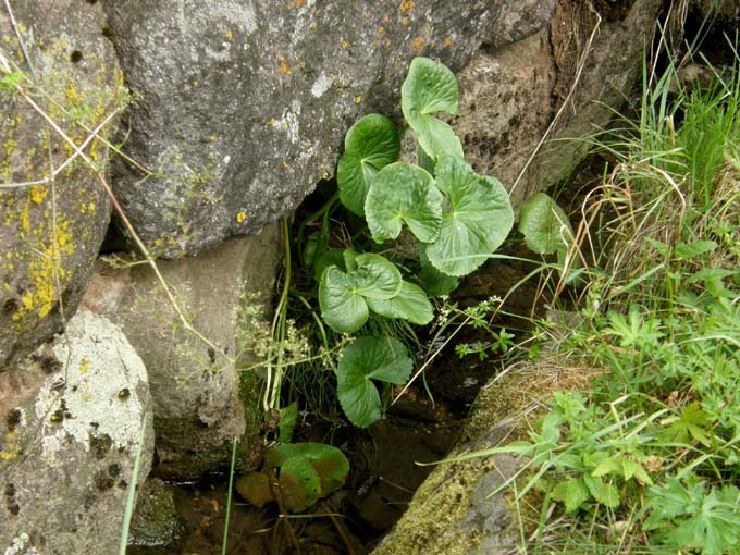 Grandi foglie su bordo di un ruscello - Caltha palustris