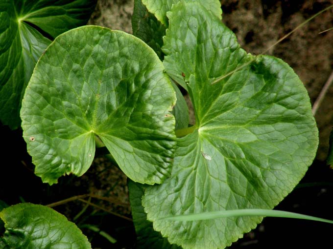 Grandi foglie su bordo di un ruscello - Caltha palustris