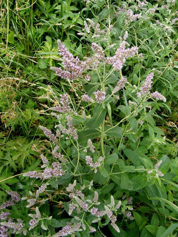 Mentha longifolia