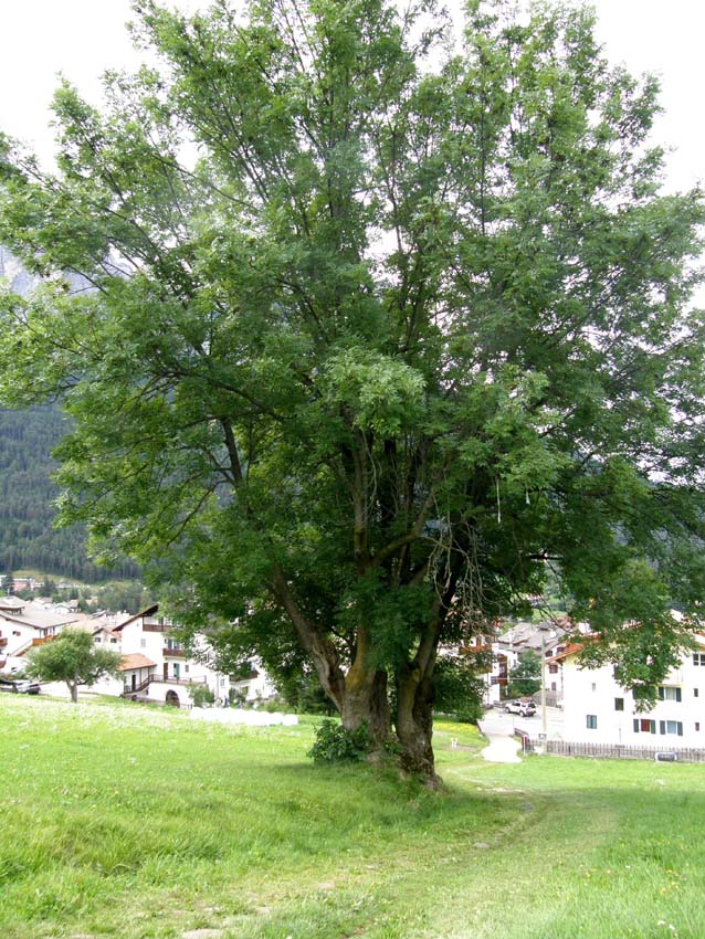 Fraxinus excelsior