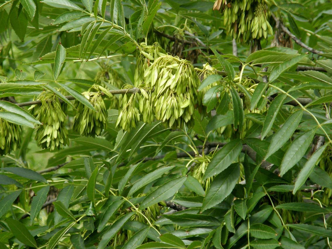 Fraxinus excelsior