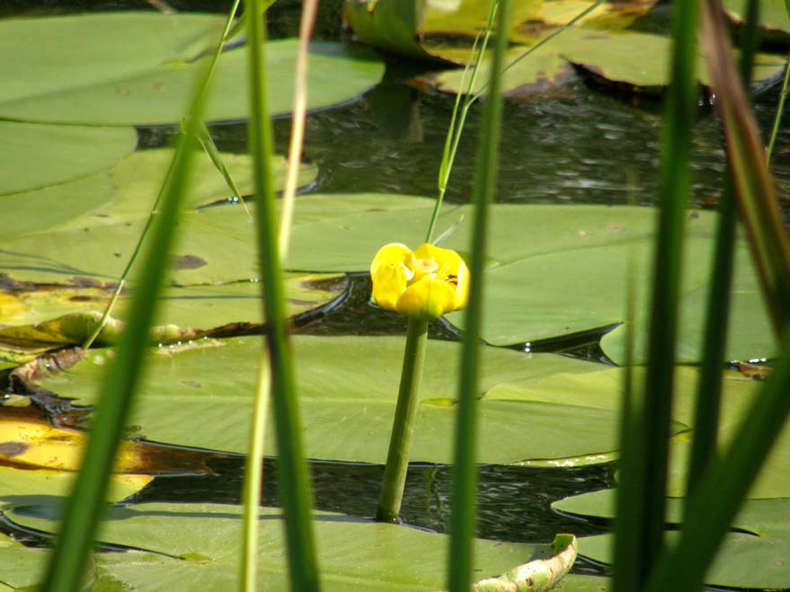 Nymphoides peltata / Limnantemio