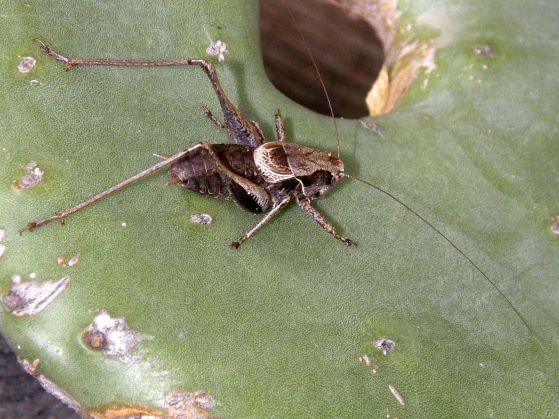 Tettigoniidae da identificare - Pholidoptera griseoaptera