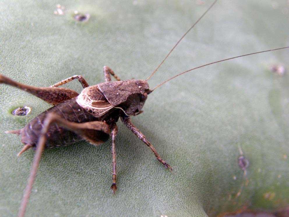 Tettigoniidae da identificare - Pholidoptera griseoaptera