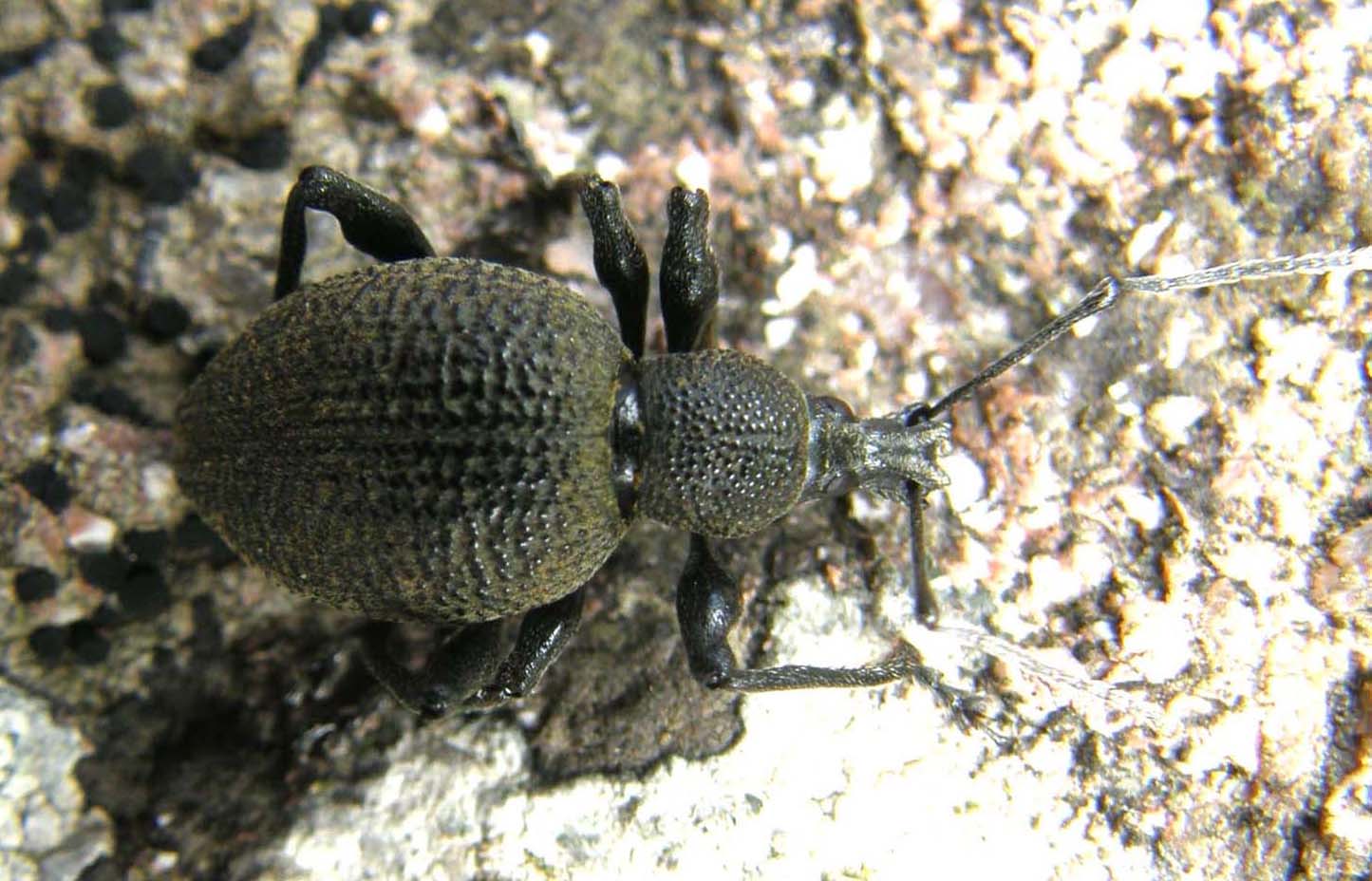 Altro curculionide altoatesino (Otiorhynchus sp.)