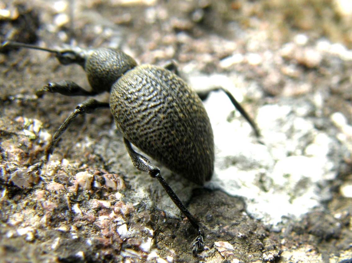 Altro curculionide altoatesino (Otiorhynchus sp.)