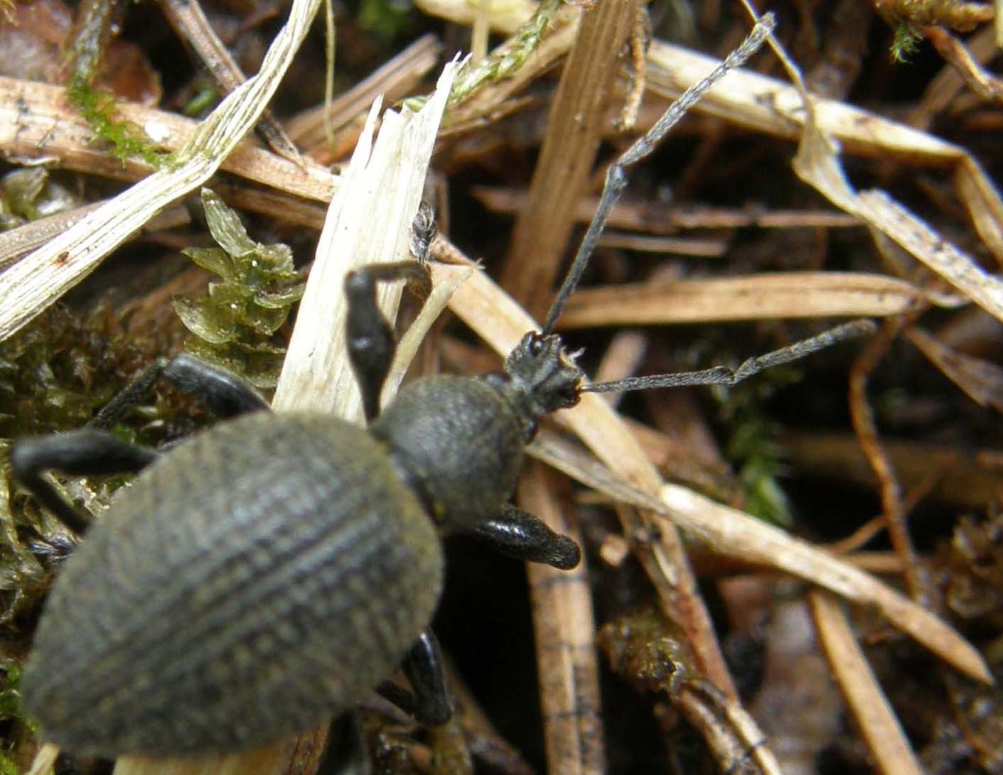 Altro curculionide altoatesino (Otiorhynchus sp.)