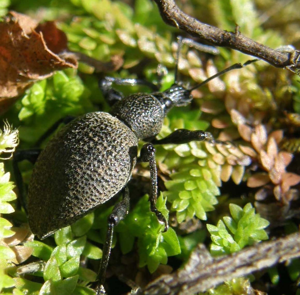 Altro curculionide altoatesino (Otiorhynchus sp.)